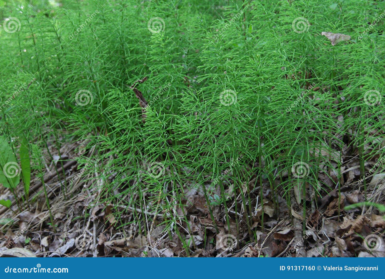 Field Horsetail plants stock photo. Image of herd, arvense 91317160