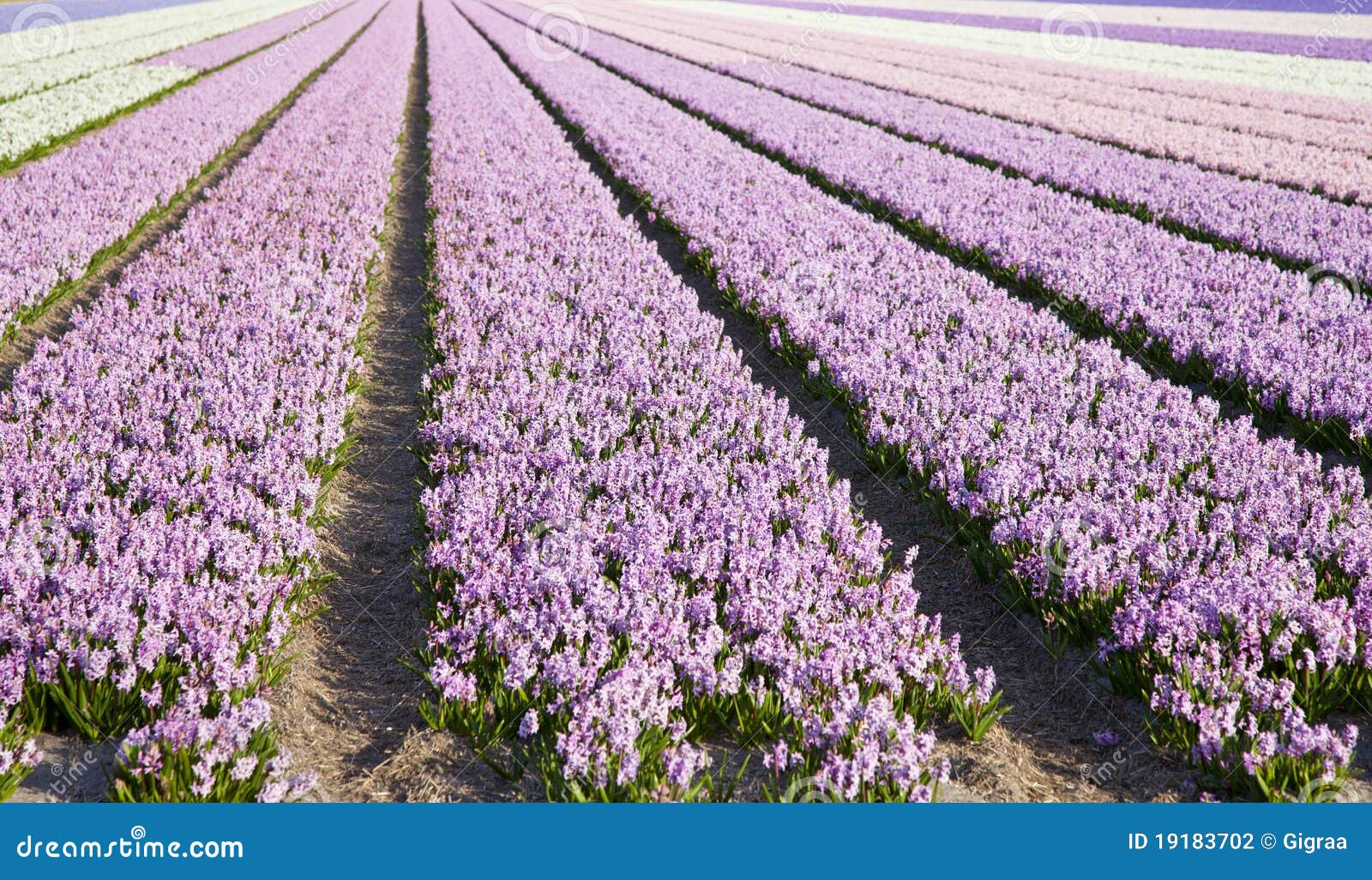 Field of hyacinths stock photo. Image of leaf, bright 19183702