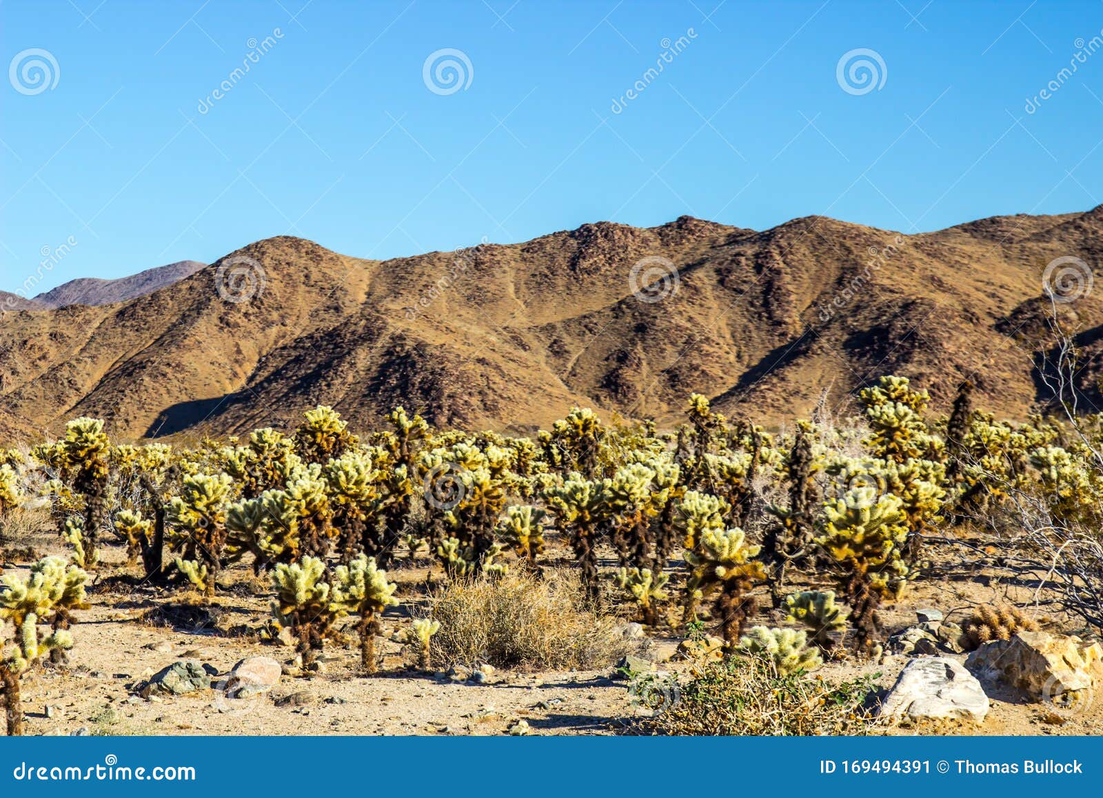 field of jumping cactus cholla at base of mountains