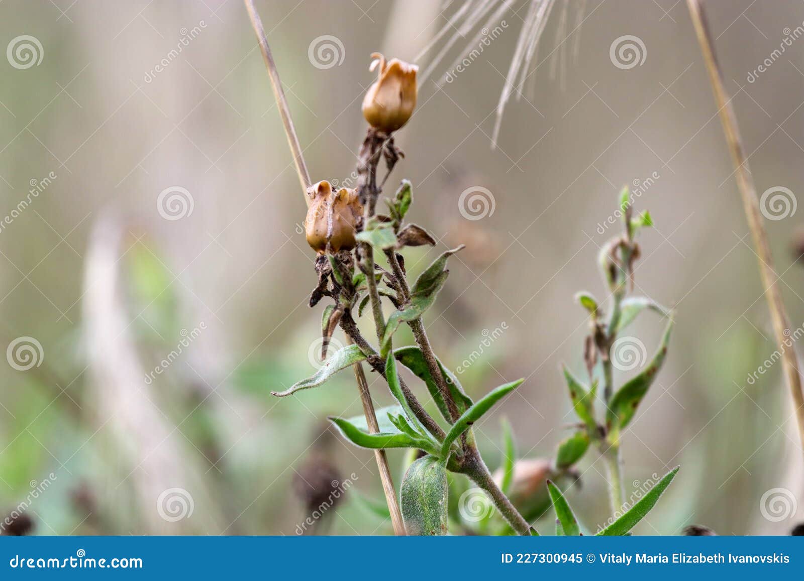 Field Landscape, Summer Evening, Flowers, White, Pink, Background