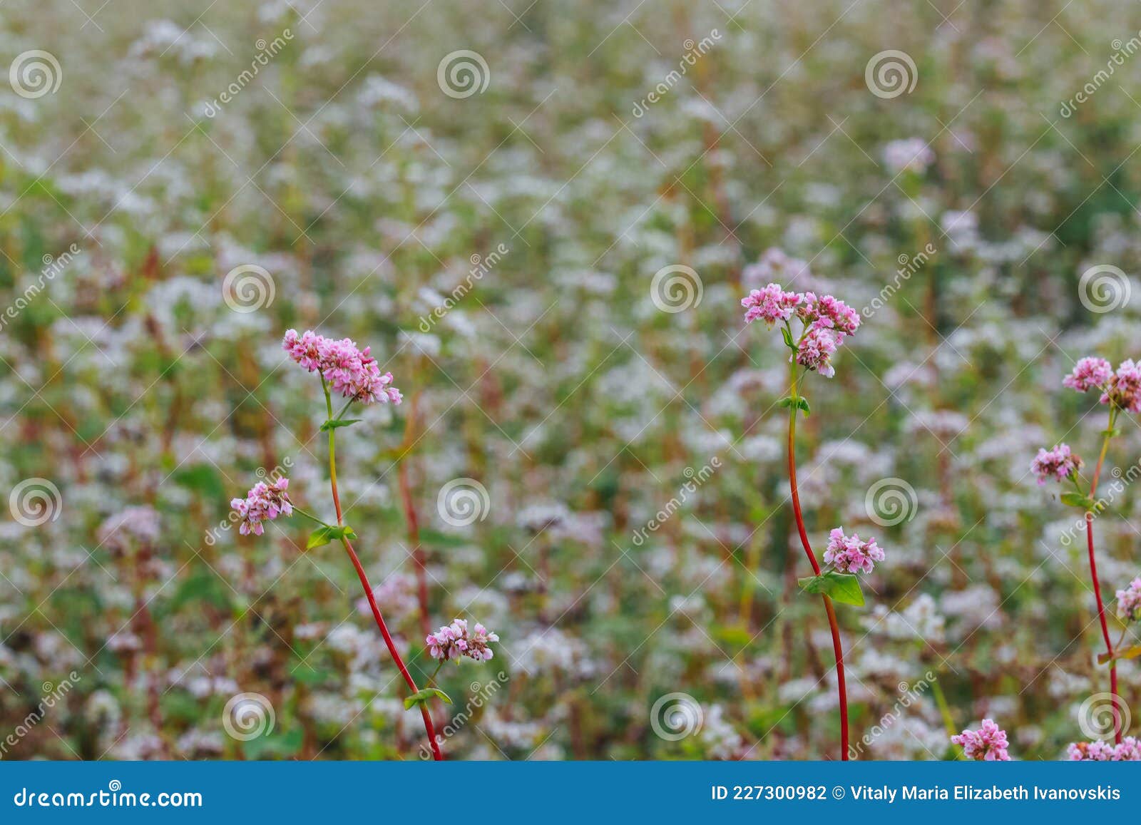 Field Landscape, Summer Evening, Flowers, White, Pink, Background