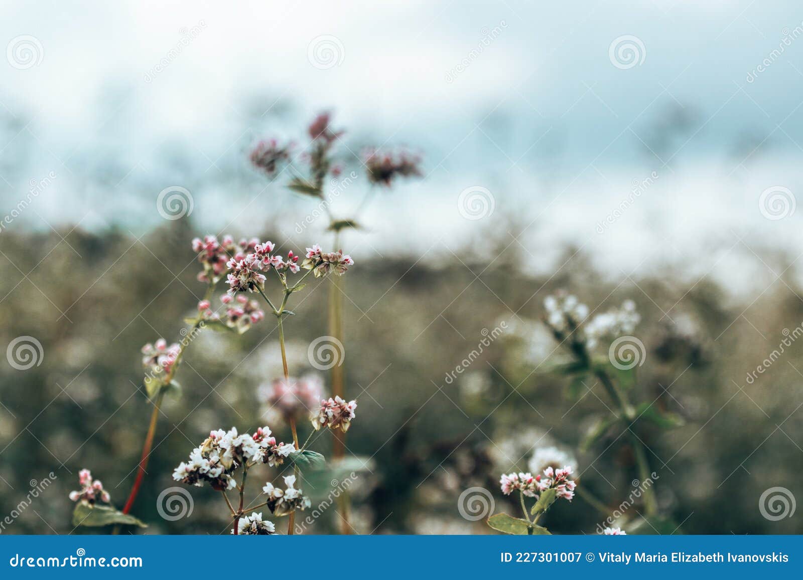 Field Landscape, Summer Evening, Flowers, White, Pink, Background