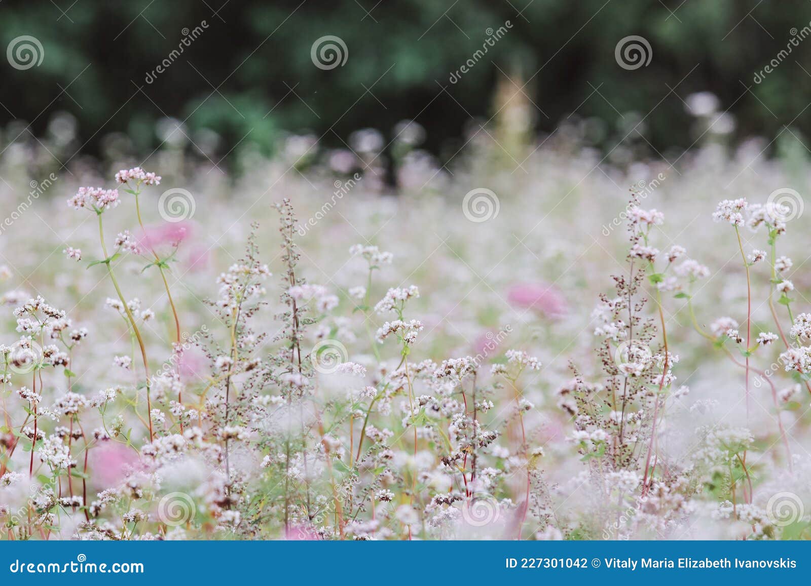 Field Landscape, Summer Evening, Flowers, White, Pink, Background