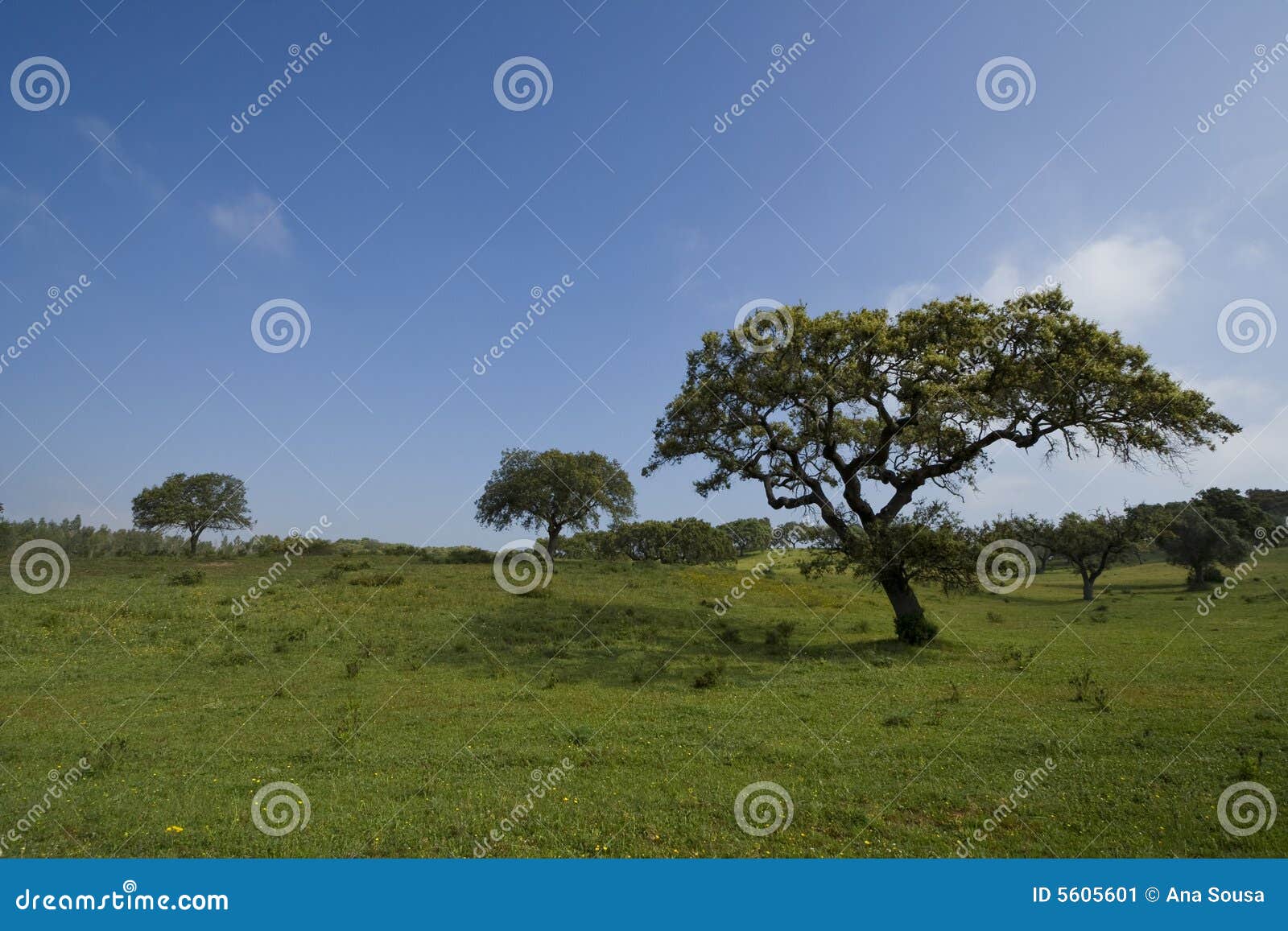 Beautiful field landscape with trees