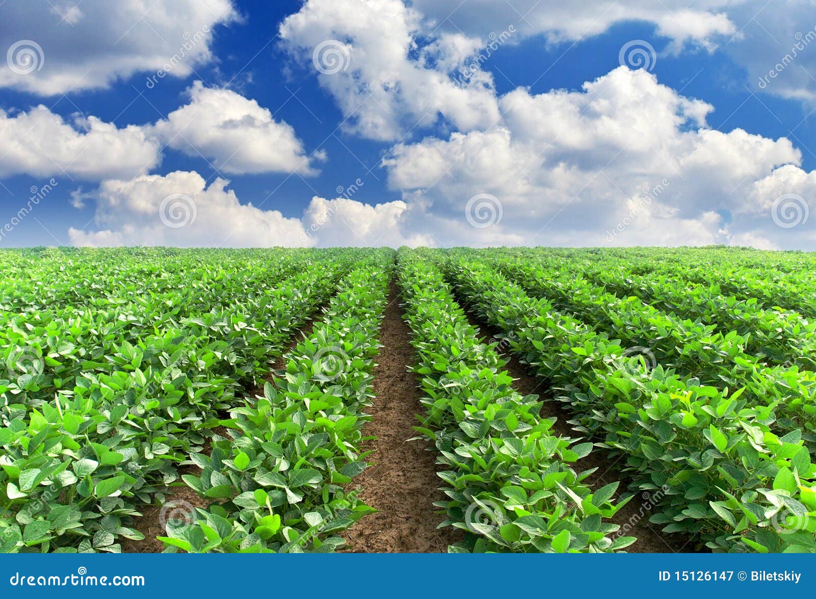 Field with line stock image. Image of agriculture, dirt 15126147