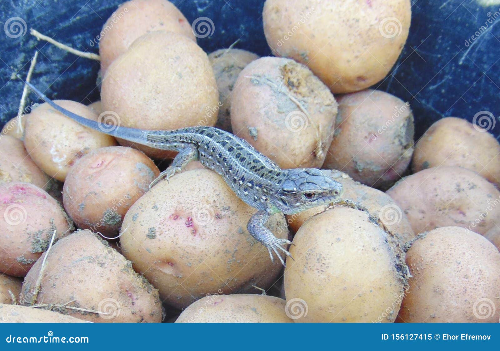 Field Lizard Crawling on Potatoes. Stock Image Image of field, black