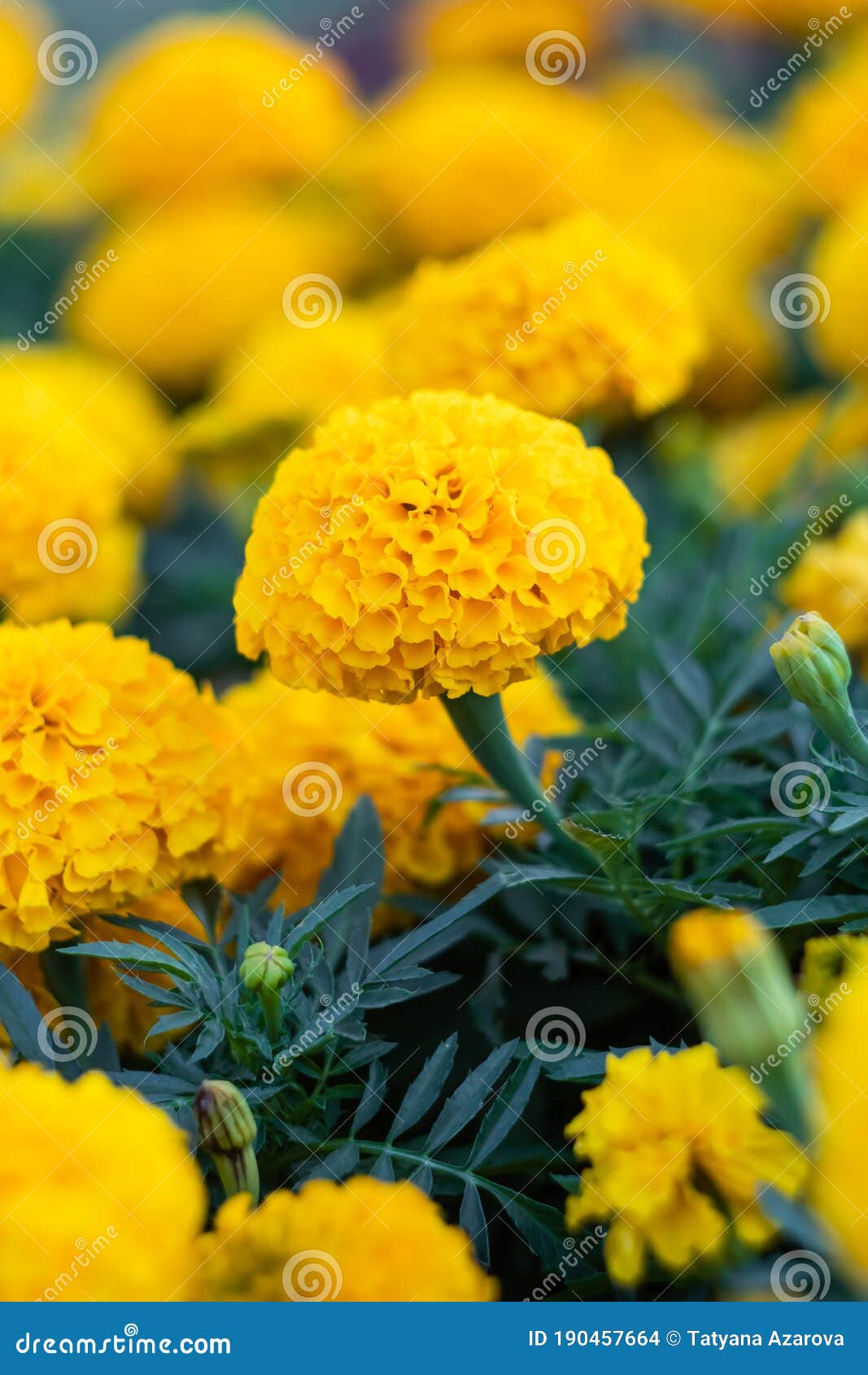 Field of Marigolds, Bright Yellow Flowers in the Garden. Mexican Marigold. Floral  Wallpaper, Nature Backgrounds Stock Photo - Image of fresh, flower:  190457664
