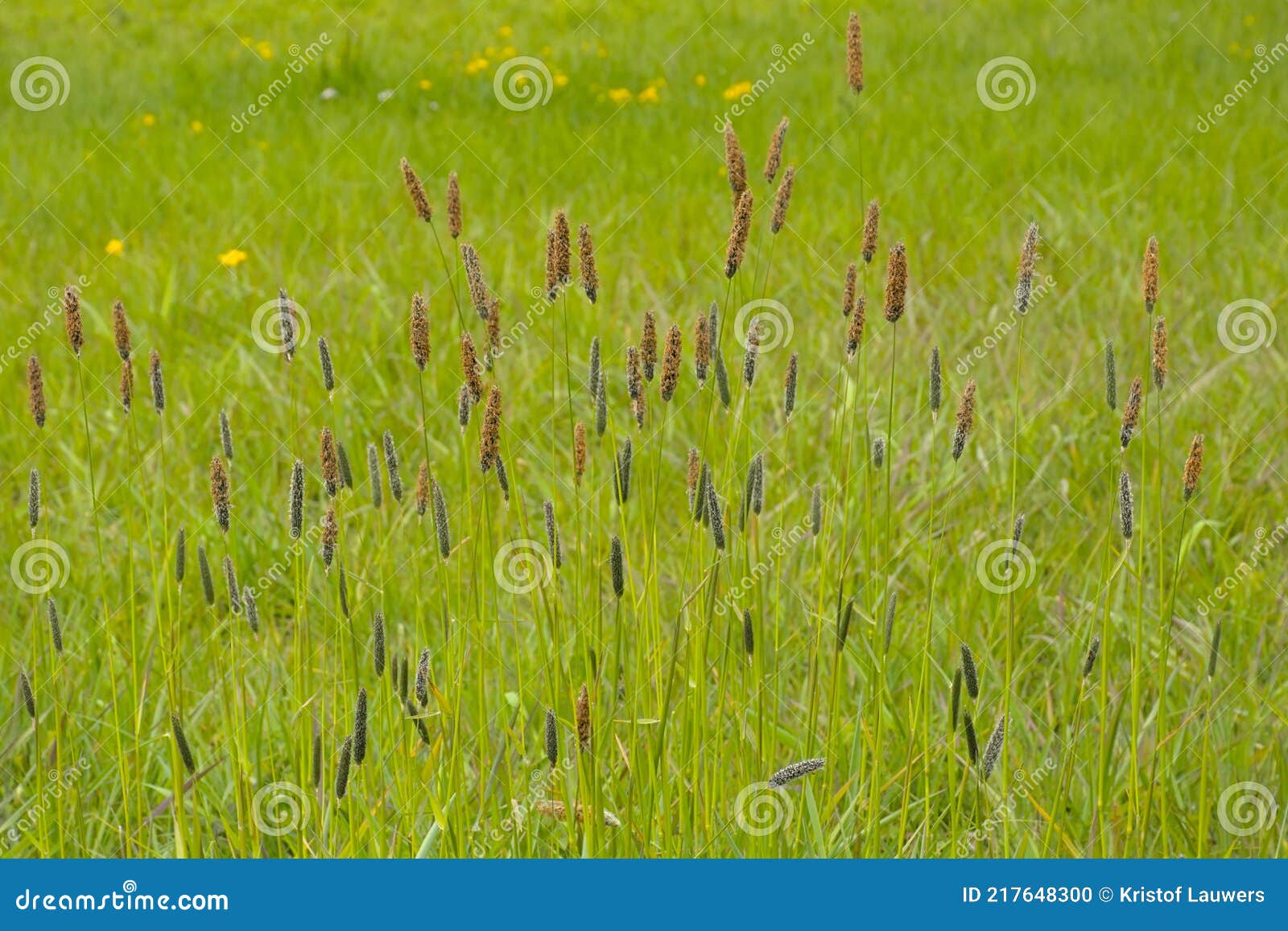 flowering meadow foxtail in spring