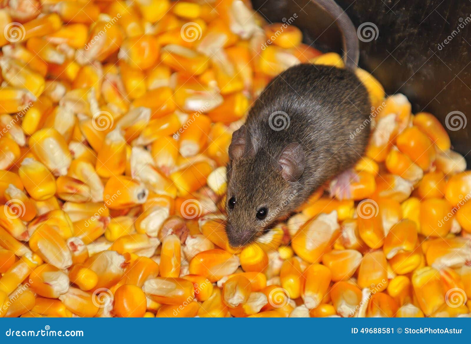 Field mice. stock image. Image of agriculture, rodent Biology Diagrams