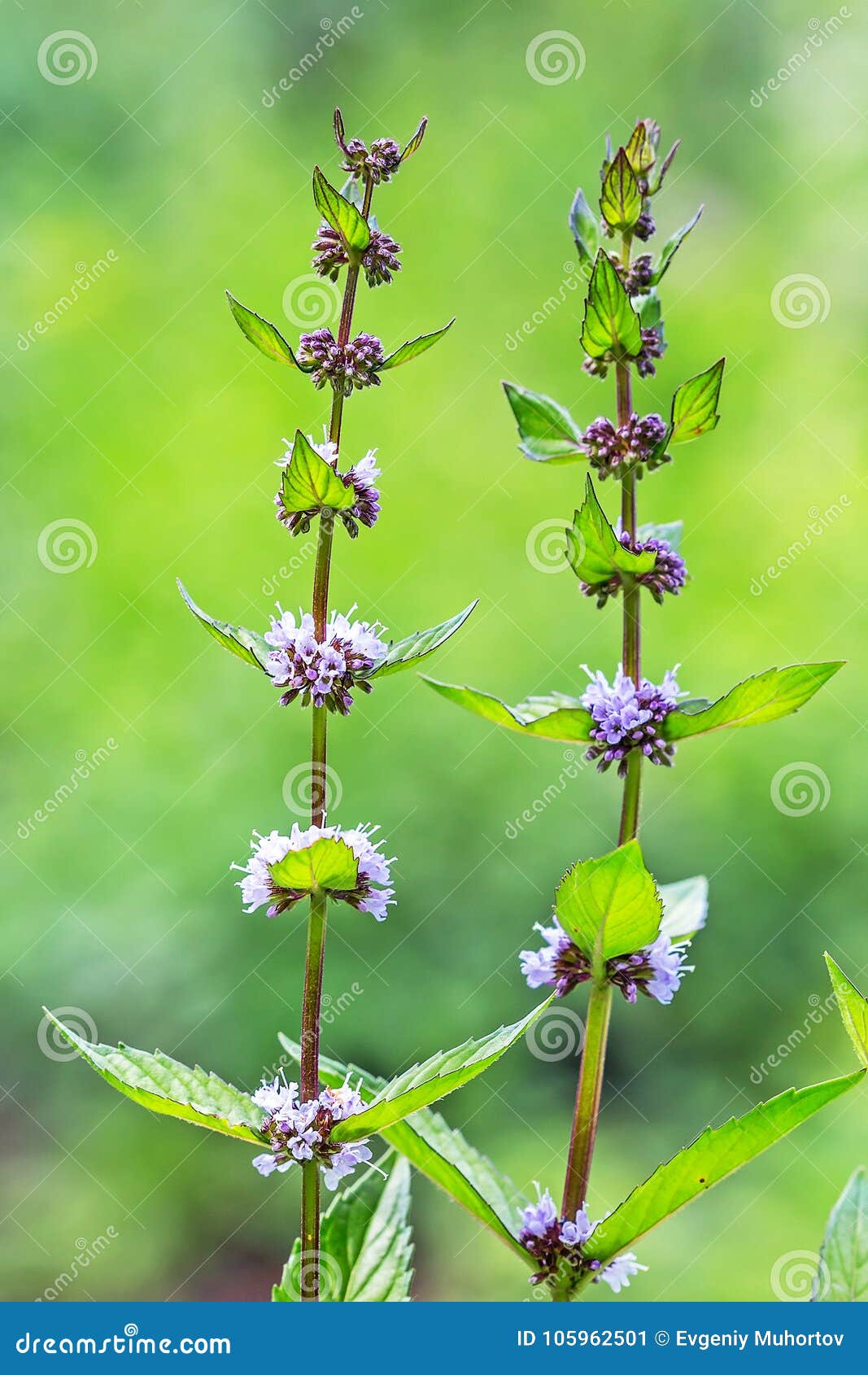 field mint or wild mint lat. mentha arvensis
