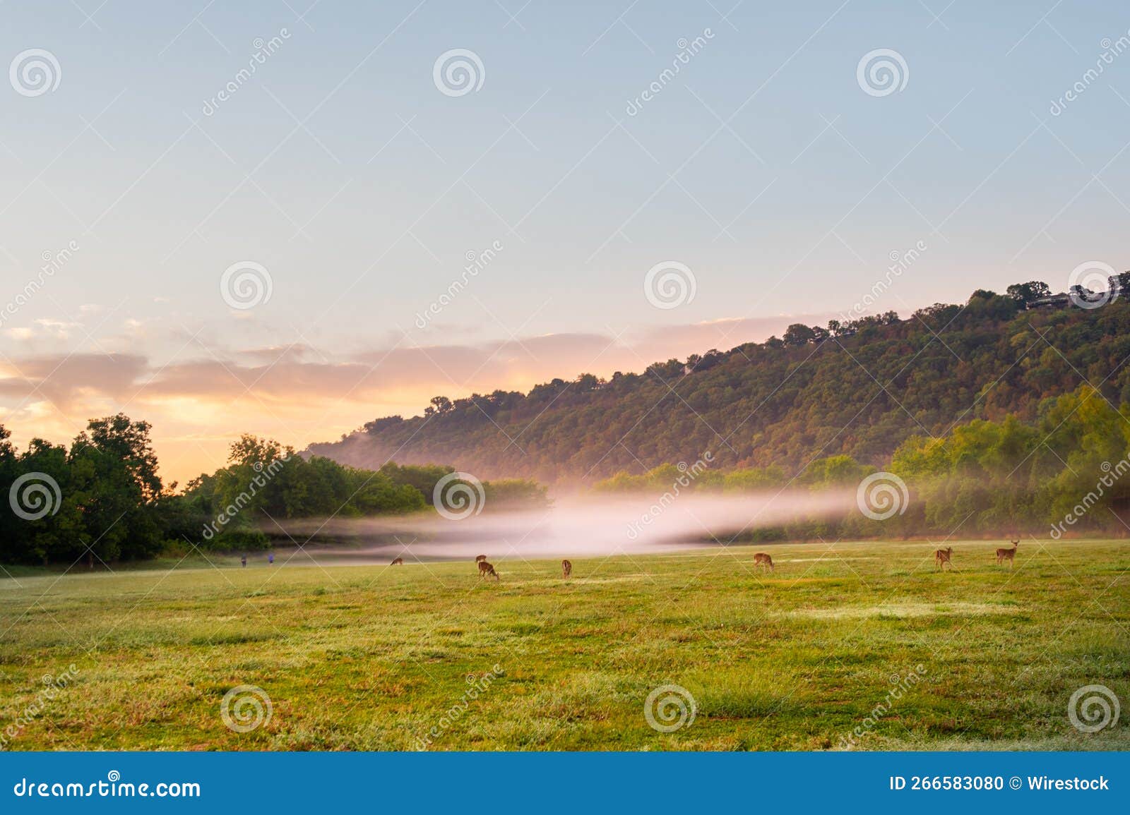 field with mountains covered with trees in the background on a foggy day