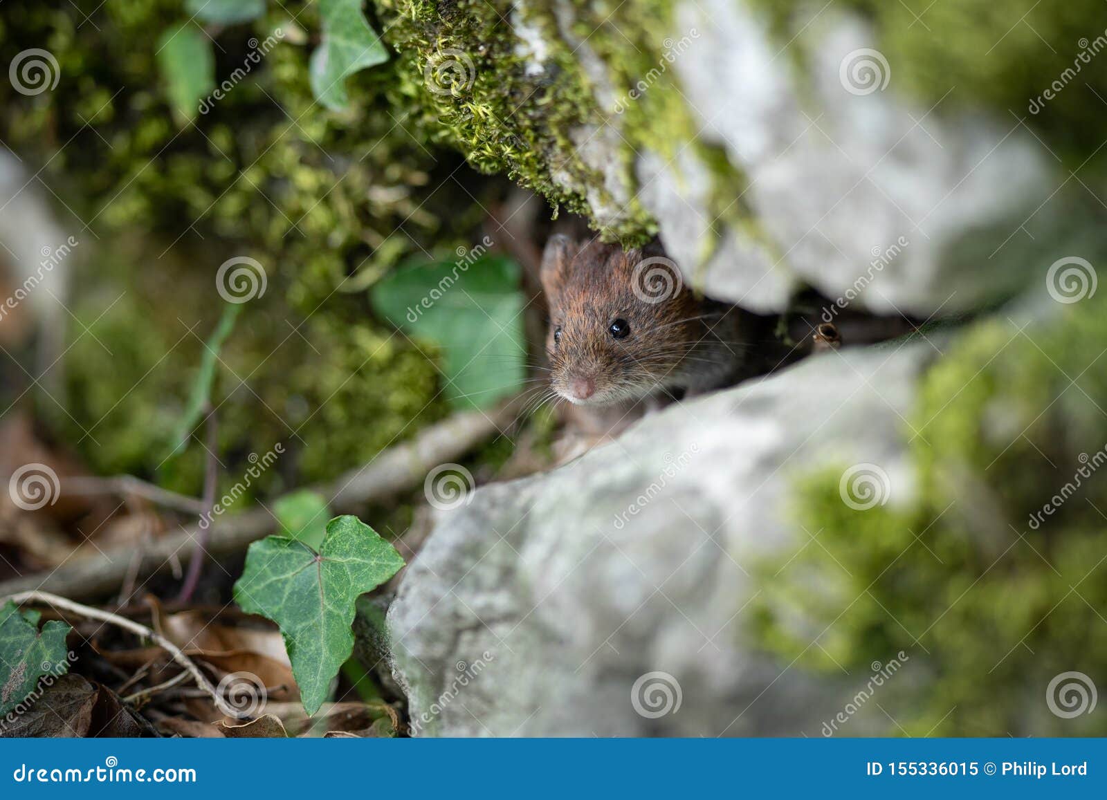 field mouse behind rock