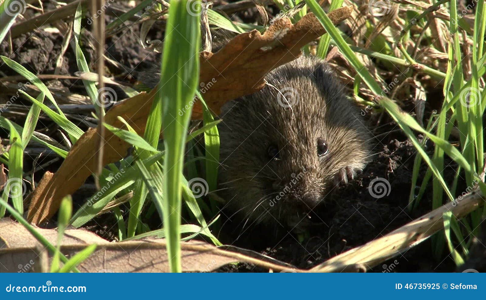 Field Mouse Eating Grass on the Agriculture Field with Wheat Stock Biology Diagrams