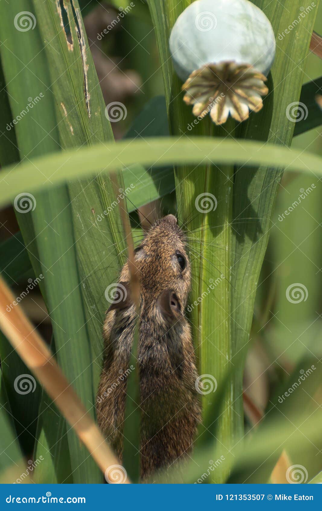Field Mouse Searching for Food Stock Image Biology Diagrams