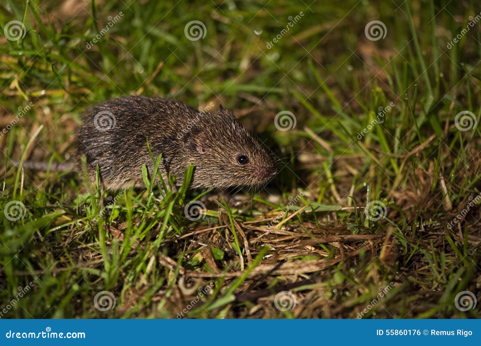 Field mouse stock photo. Image of brown, mouse, cute Biology Diagrams
