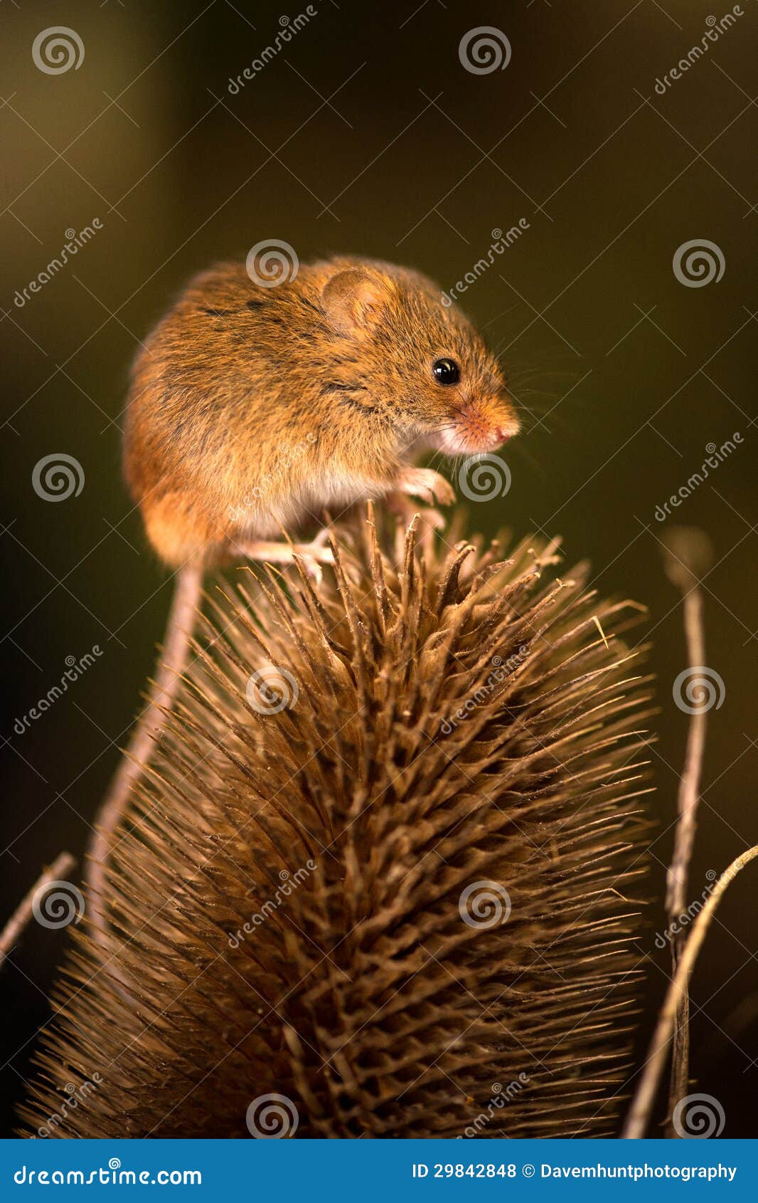 Long Tailed Field Mouse stock photo. Image of animal 29842848