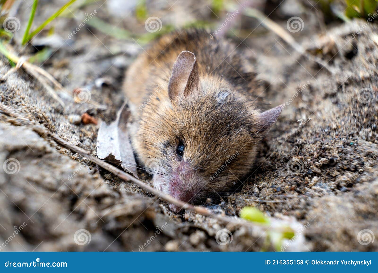 Field Mouse Trying To Bury Itself in the Ground Stock Photo Image of