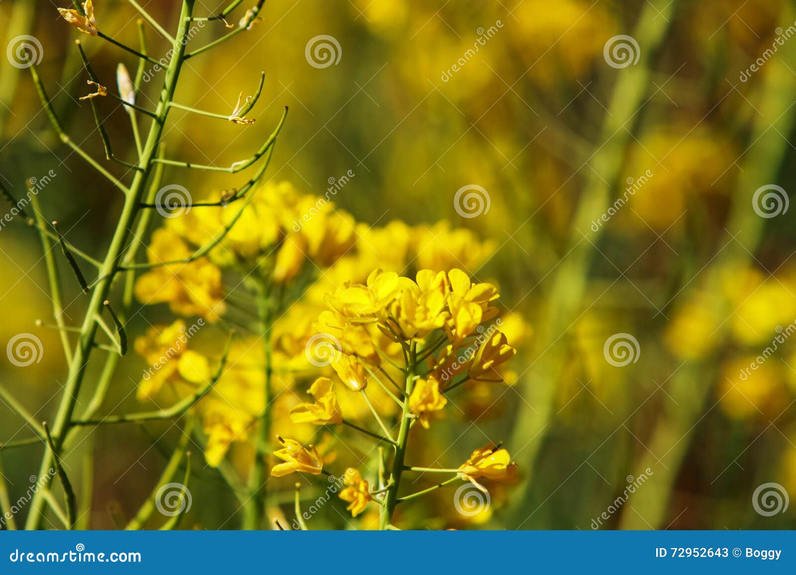 Field mustard stock image. Image of stalk, close, sunny 72952643