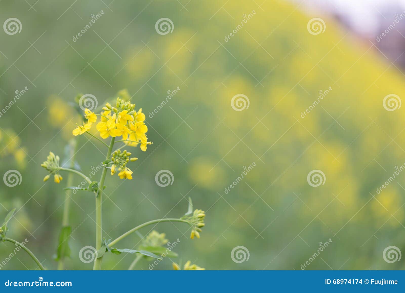Field mustard stock photo. Image of juncea, springtime 68974174