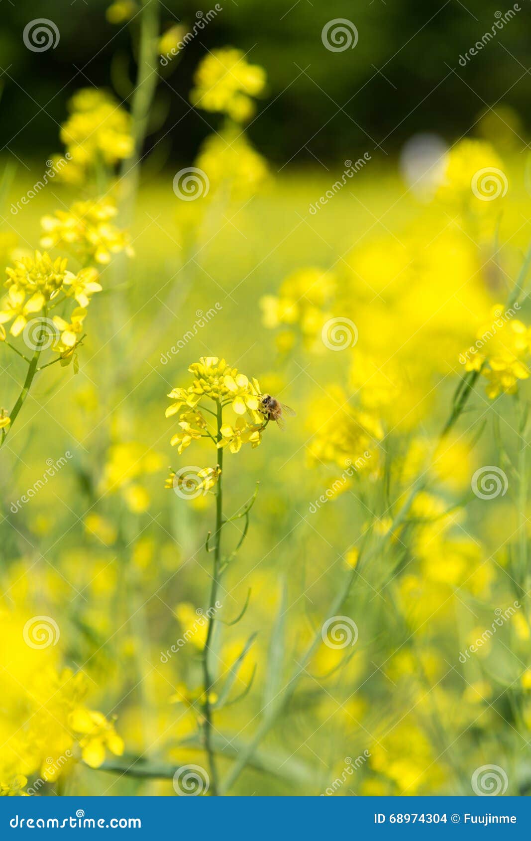 Field mustard stock photo. Image of clear, spring, species 68974304