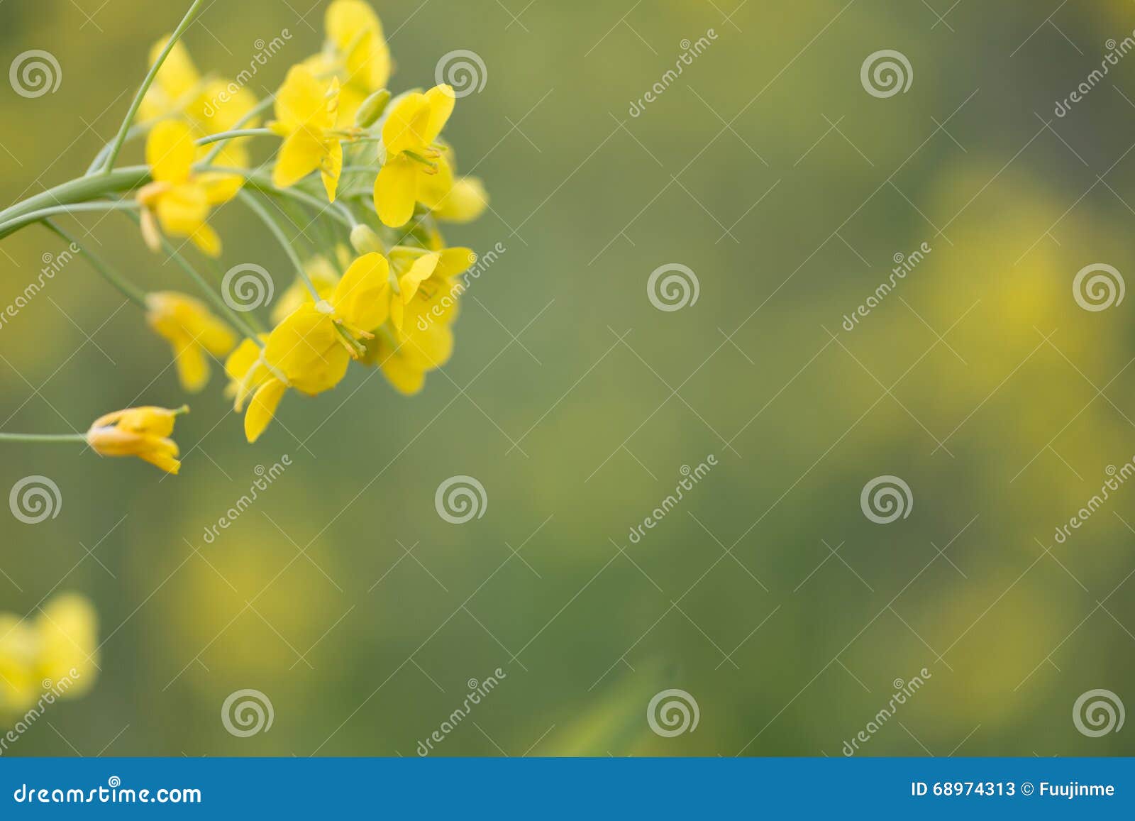 Field mustard stock image. Image of medicine, springtime 68974313