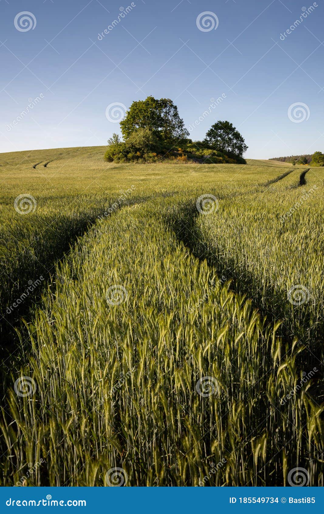 a field near the feldberger seenlandschaft