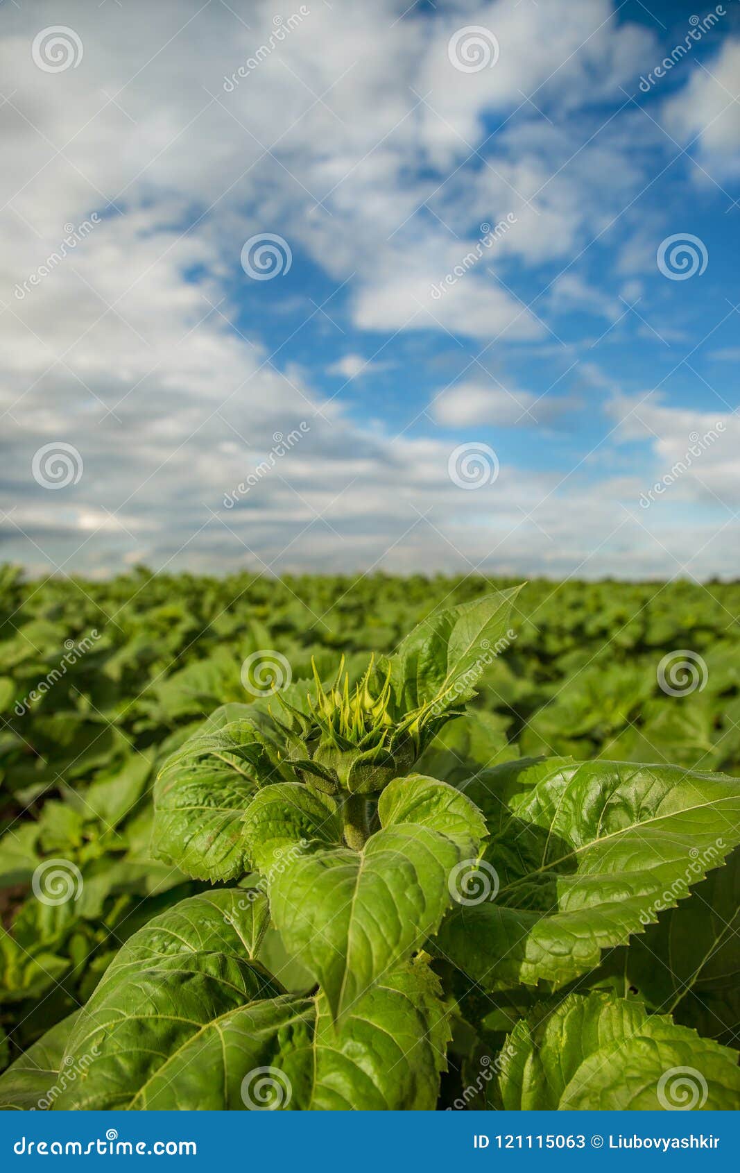 Field of Non Flowering Sunflowers. Stock Image Image of landscape