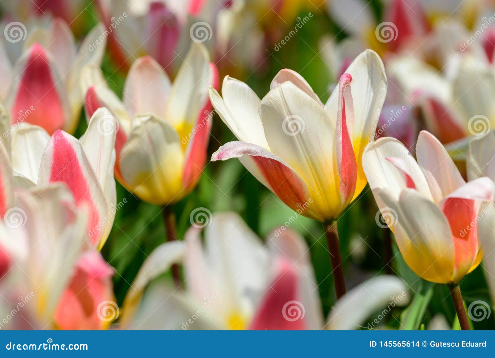 Field of Orange White Tulips in Holland , Spring Time Colourful Flowers ...