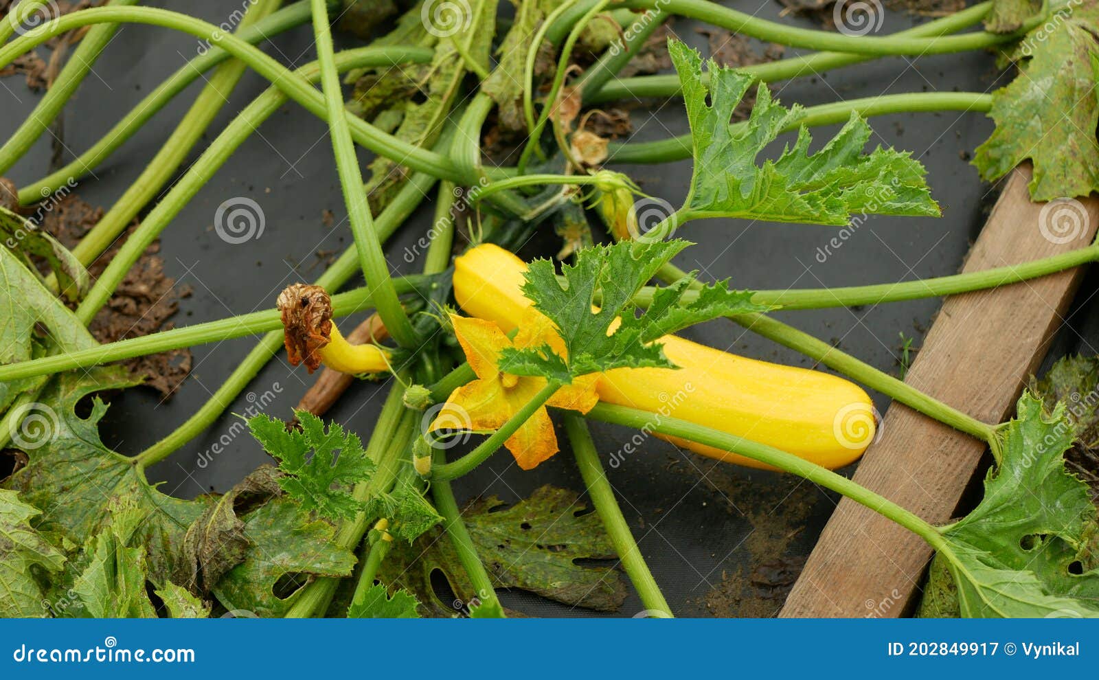 Courgette Zucchini Bio