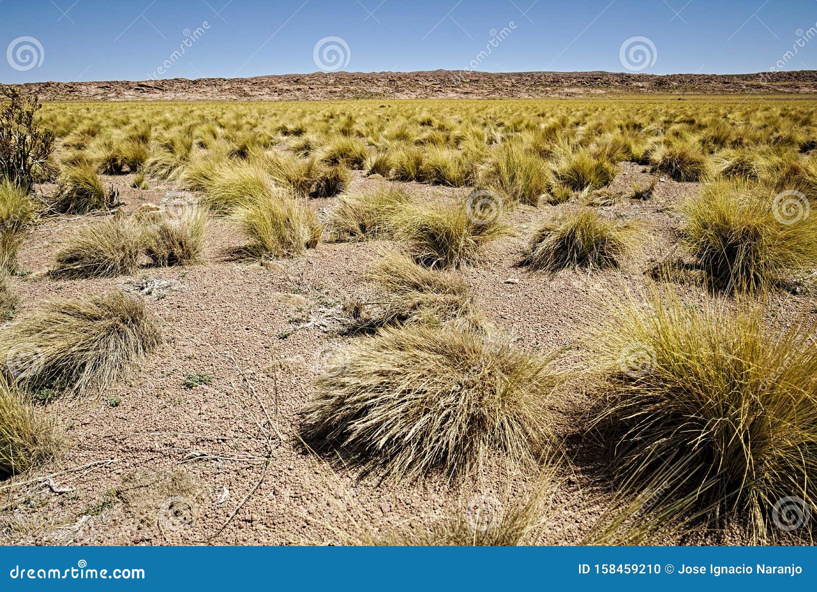 field of paja brava in atacama desert