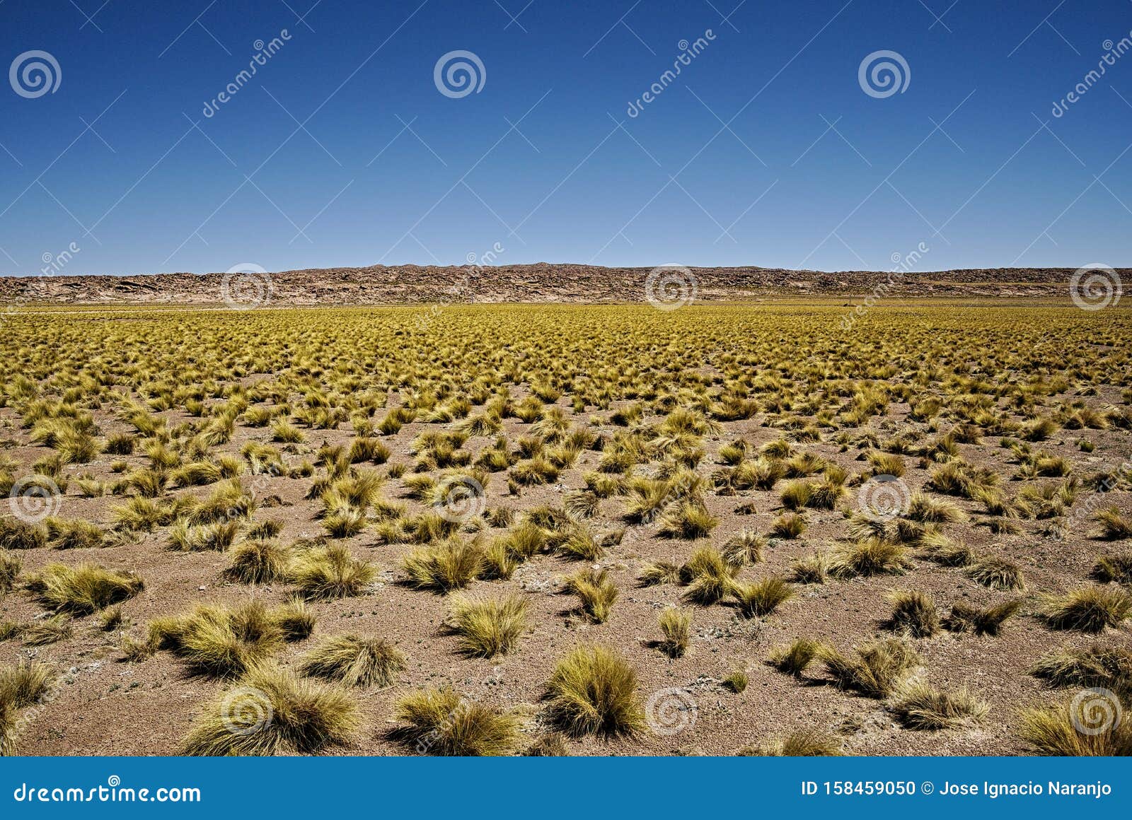 field of paja brava in atacama desert