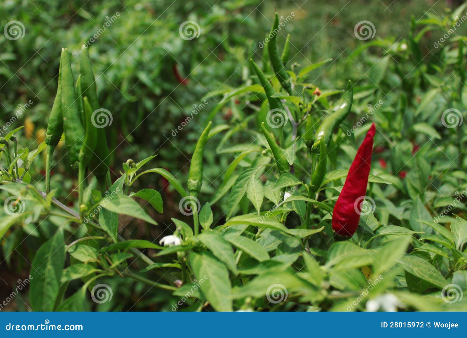 in the field of pepper