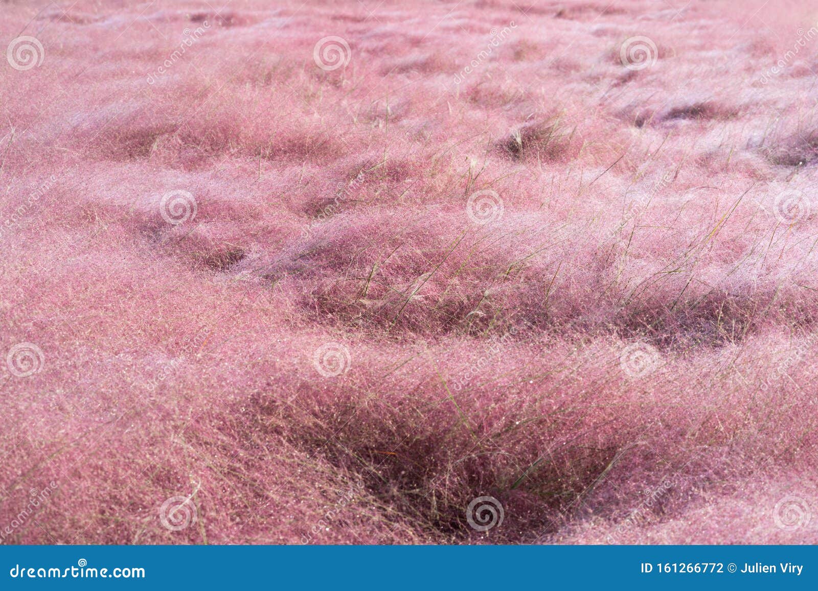 field of pink muhly grass or muhlenbergia capillaris in full bloom