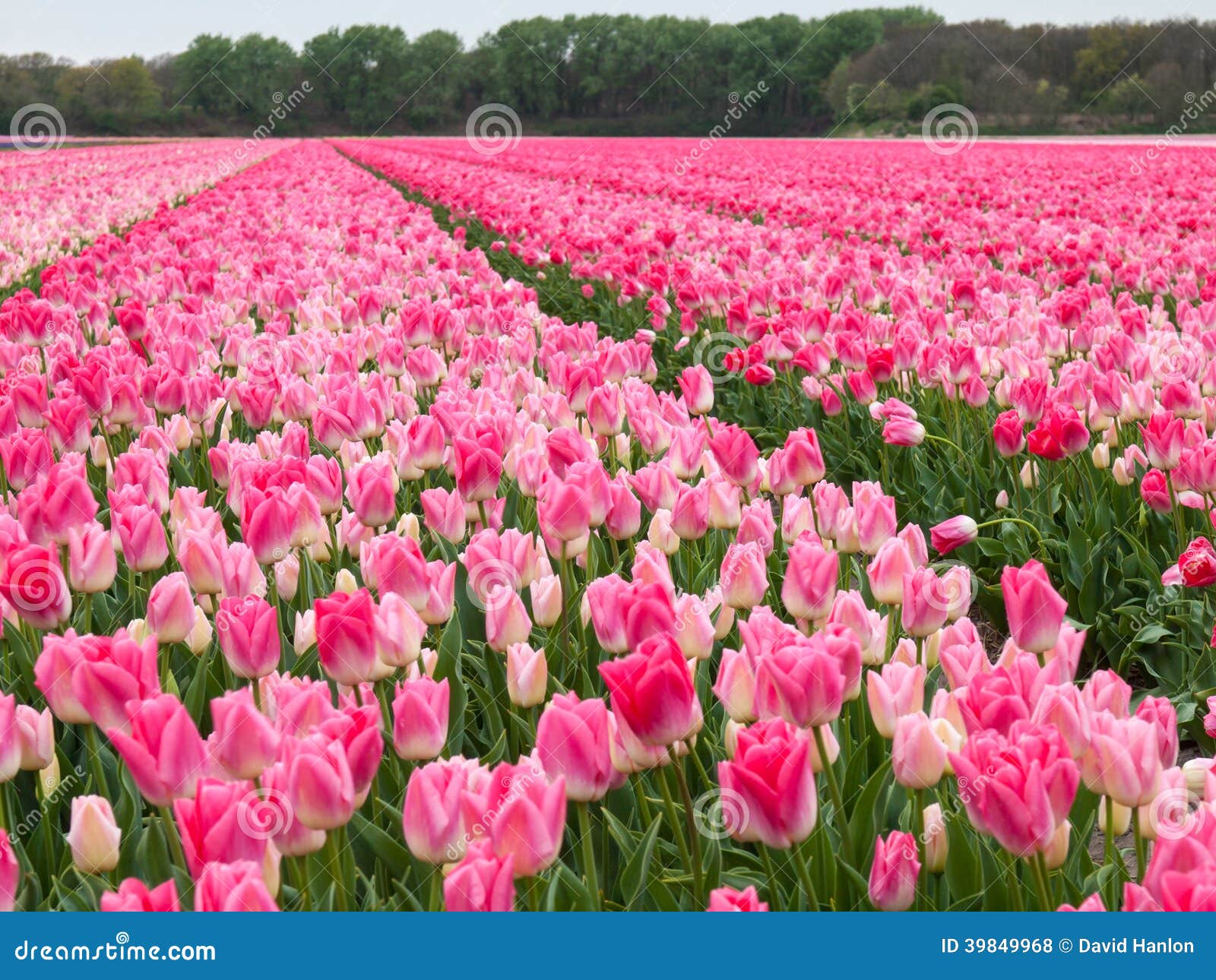 Field of pink tulips stock photo.