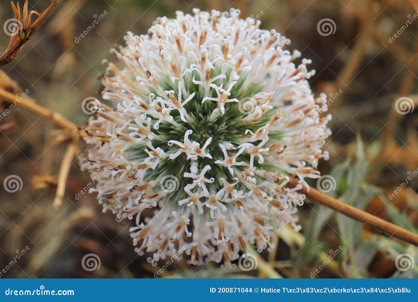 a field plant resembling a thorn consisting of small pointed leaves