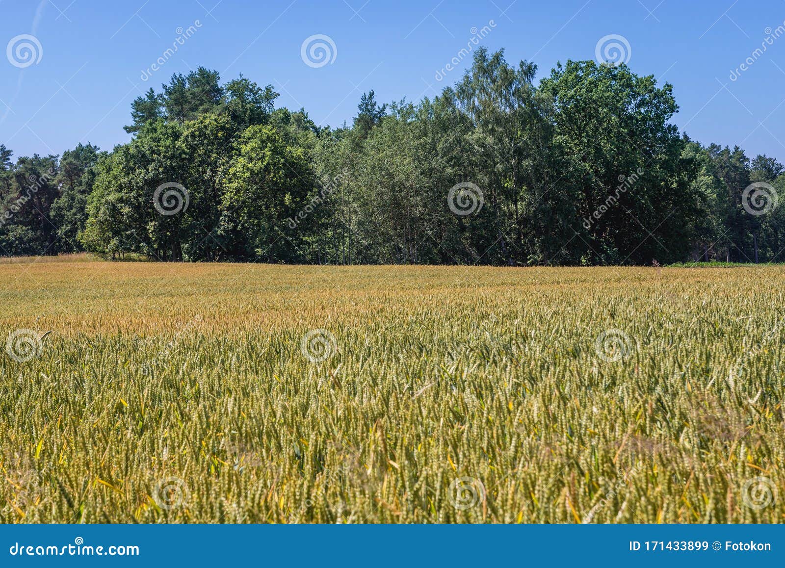 field in poland