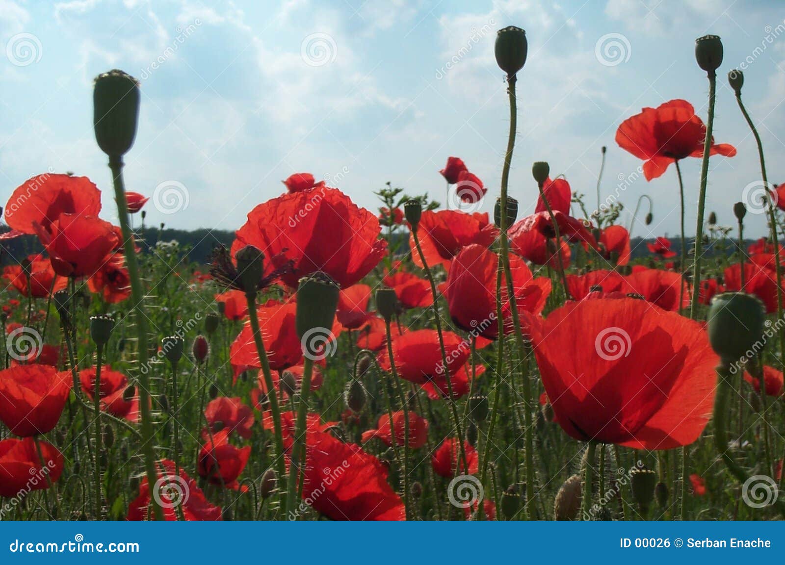 field of poppies 3