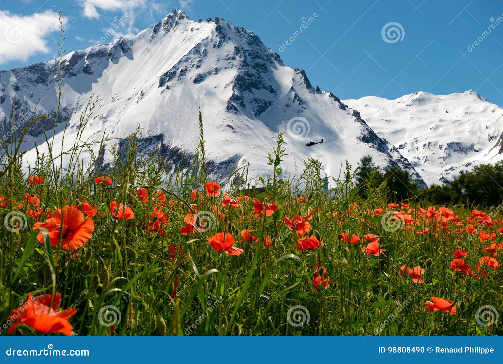 Field of Poppies with Mountain in the Background Stock Photo - Image of ...