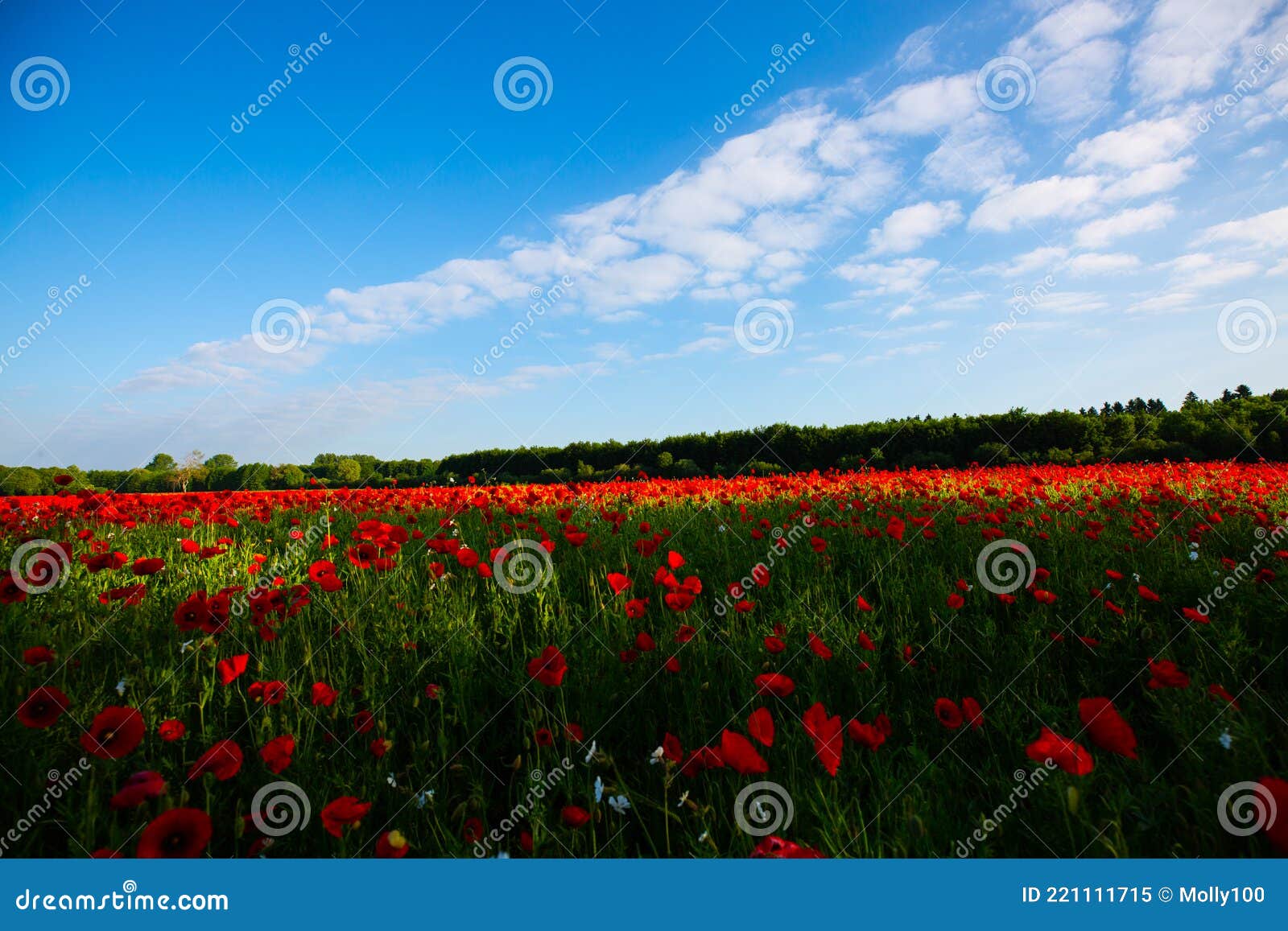 field of poppies, nature, blue sky, joie de vivre