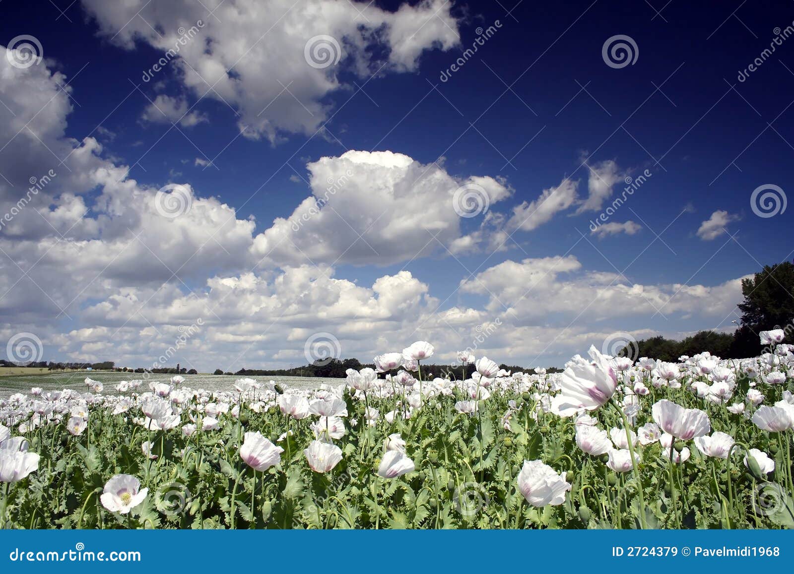 Field of poppy seed stock image. Image of beautiful, lake 2724379