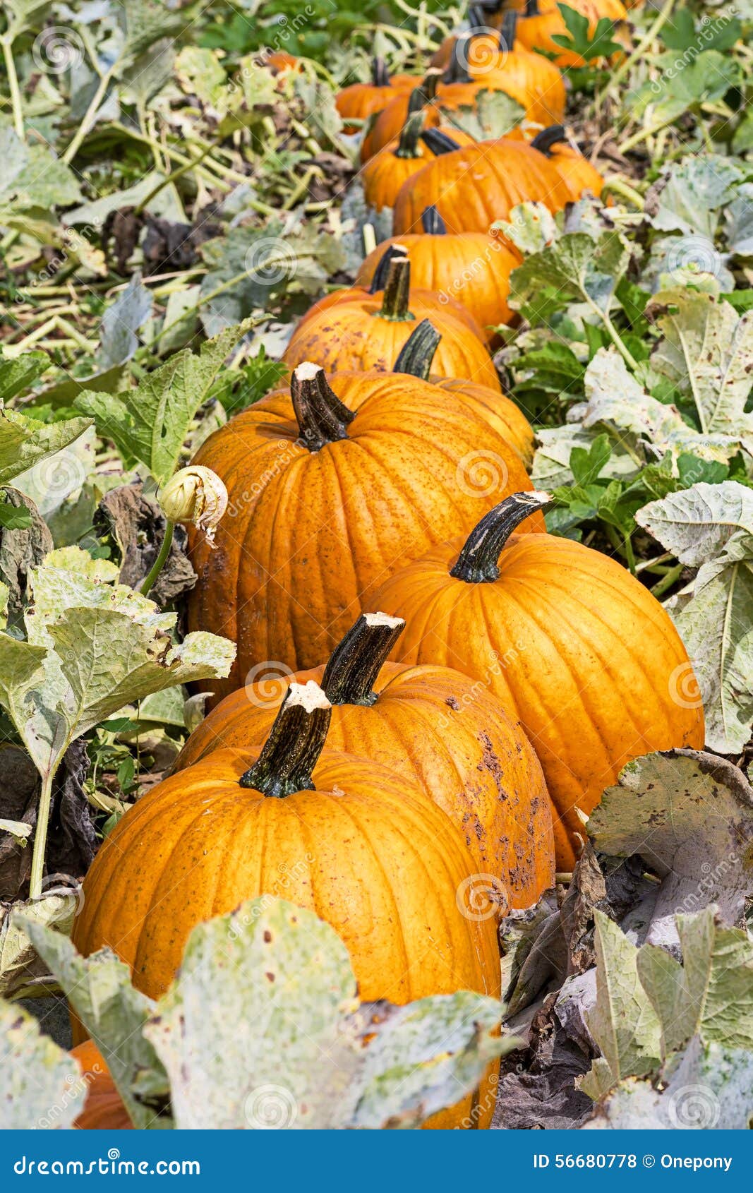 Field Pumpkins stock photo. Image of pumpkins, vegetables 56680778