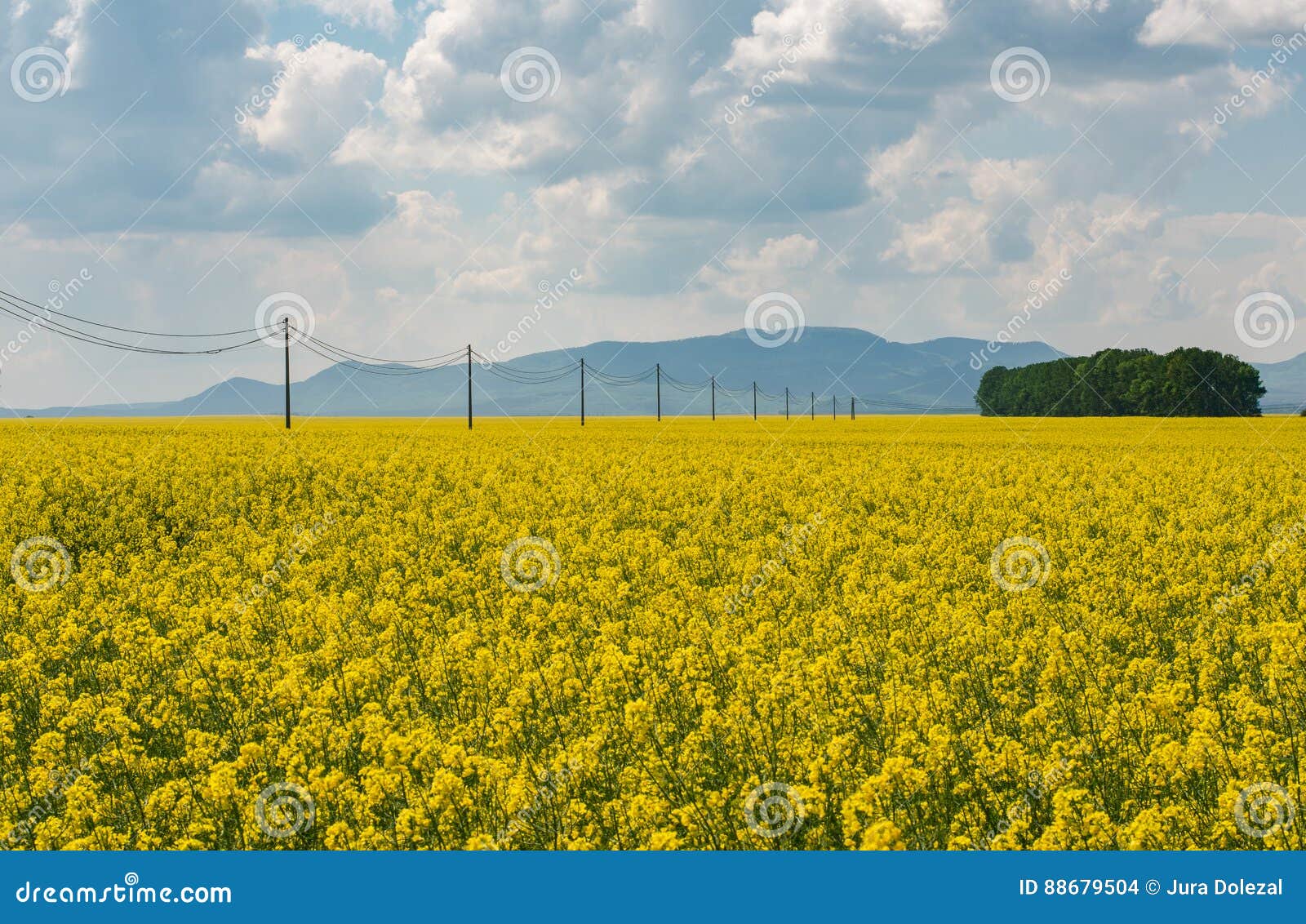 Field of Brassica napus stock photo. Image of cloudy 88679504