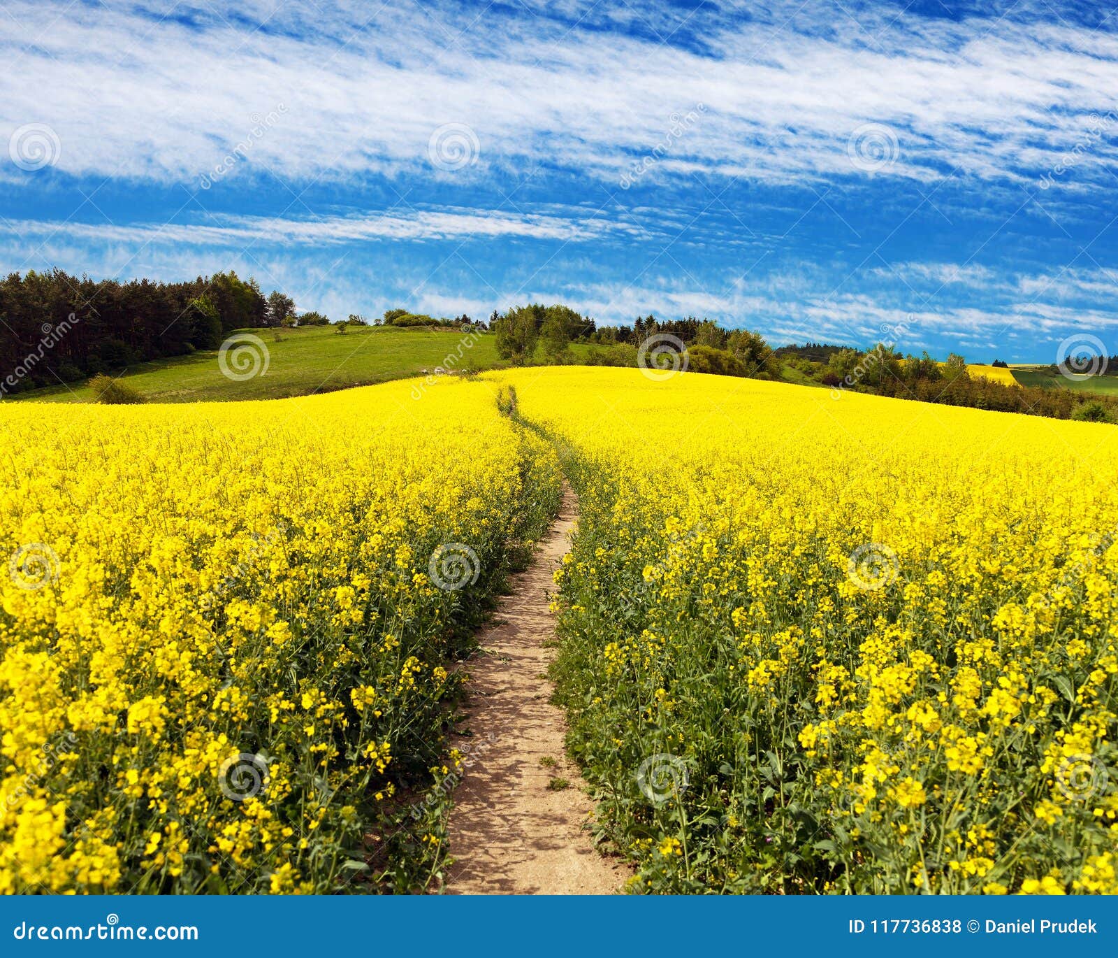 field of rapeseed, canola or colza with path way