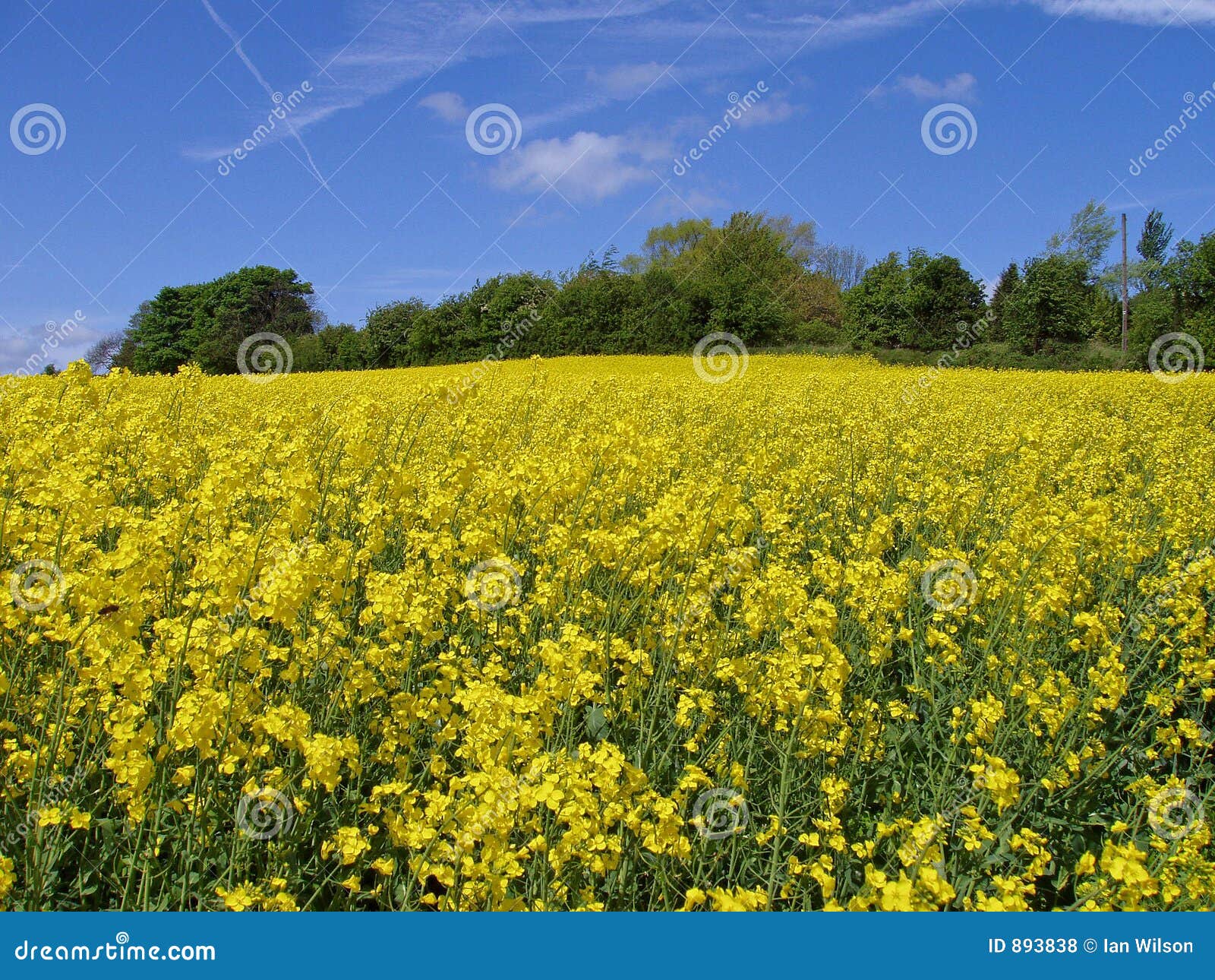 field of rapeseed, england