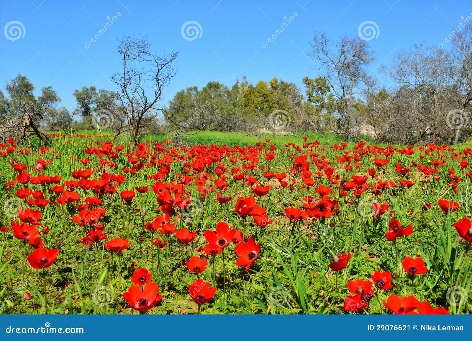 Field of red flowers stock image. Image of trees, grass 29076621
