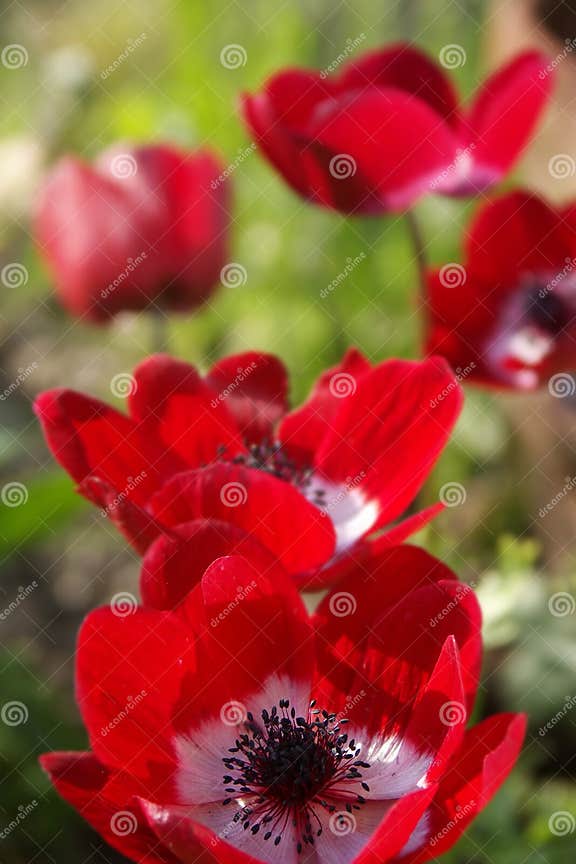Field of Red Flowers stock image. Image of floral, nature 550477