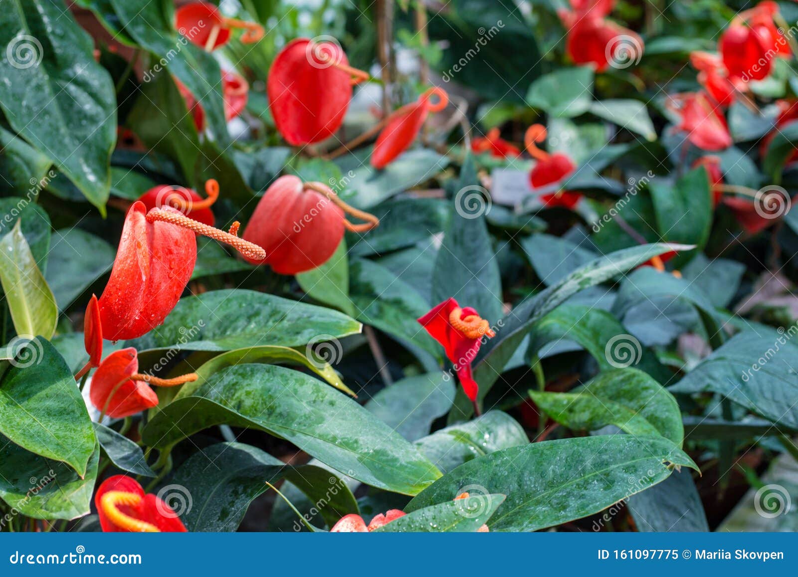 Field Of A Red Peace Lily After Rain Spathiphyllum Mauna Loa Stock Image Image Of Petal Calla 161097775