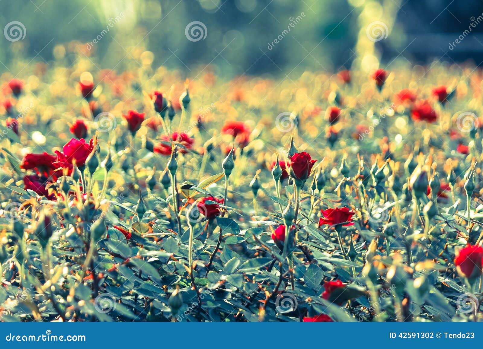 Field of red rose stock photo. Image of blooming, background 42591302