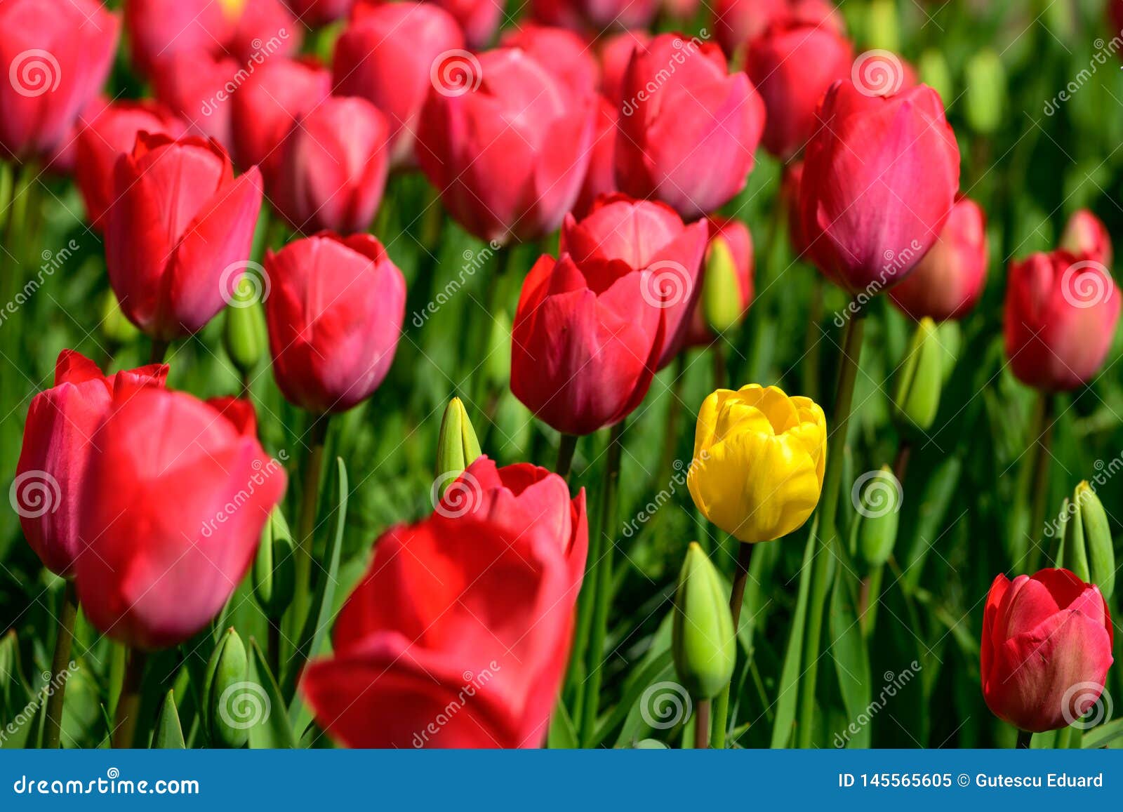 Field of Red Tulips in Holland , Spring Time Colourful Flowers Stock ...