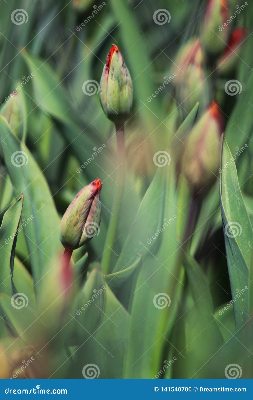 Field of Red Tulips in Spring Prebloom with Selective Focus Stock